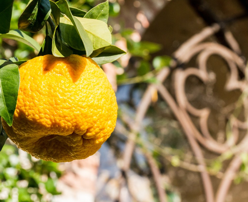 Limoni del Garda Dove Comprare Limoni kmo zero sul garda Lazise Limoni Bardolino Limoni Bio km zero