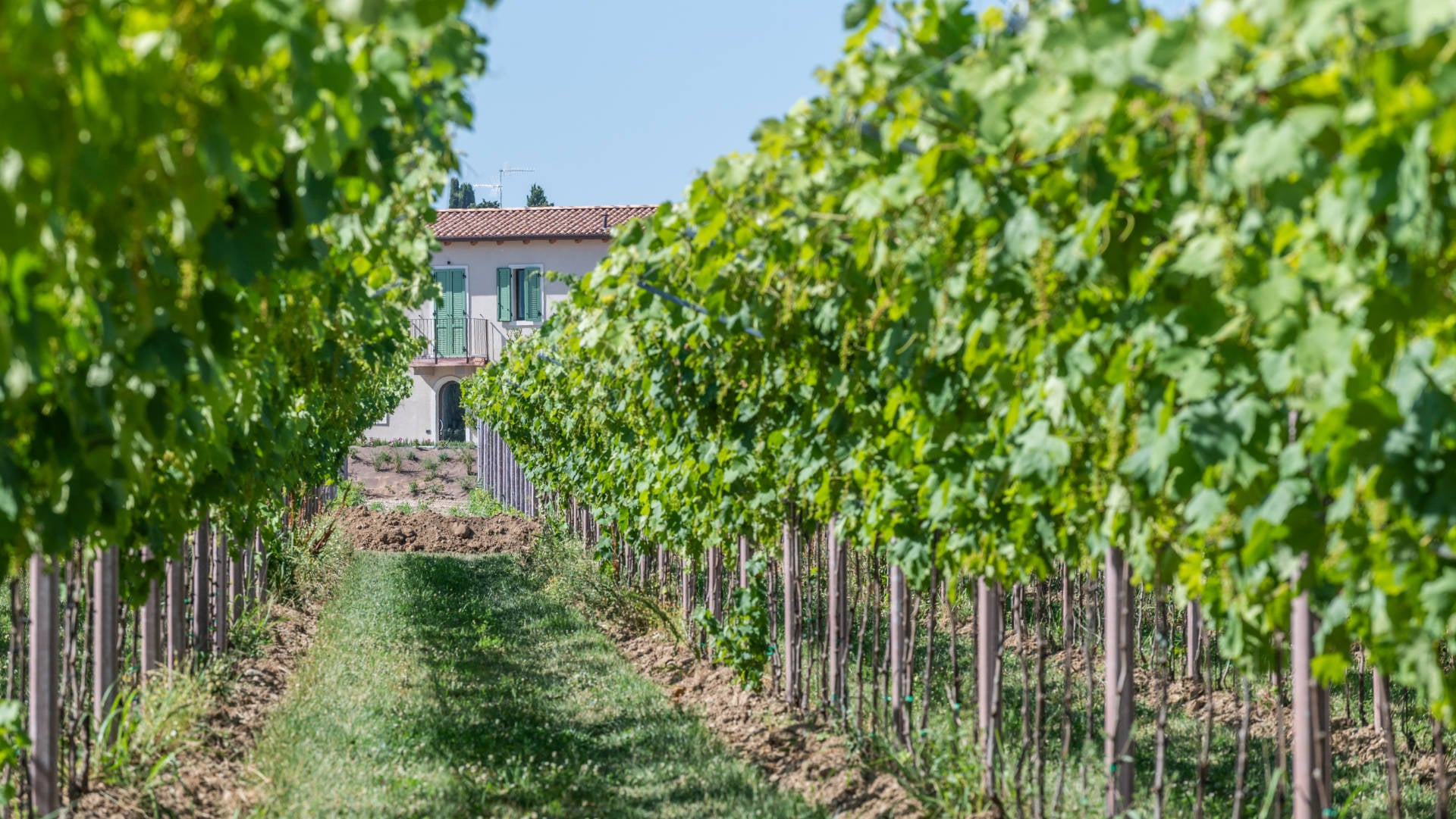 Vigneti Aperitivi Apericena in Vigna Lazise Assaggio Vini Degustazioni Garda Bardolino